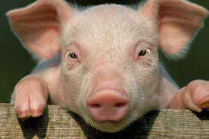 Кемерон лежав мертвий свиня: скандал у британському уряді Кемерон лежав мертвий свиня: скандал у британському уряді